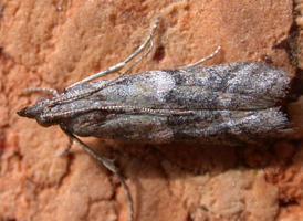 Ephestiodes infimella